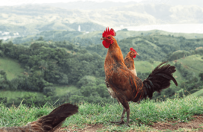 Image treatment